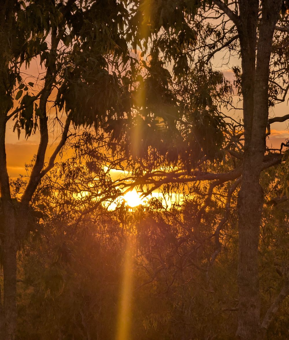 The evening sun through the gum trees on the farm