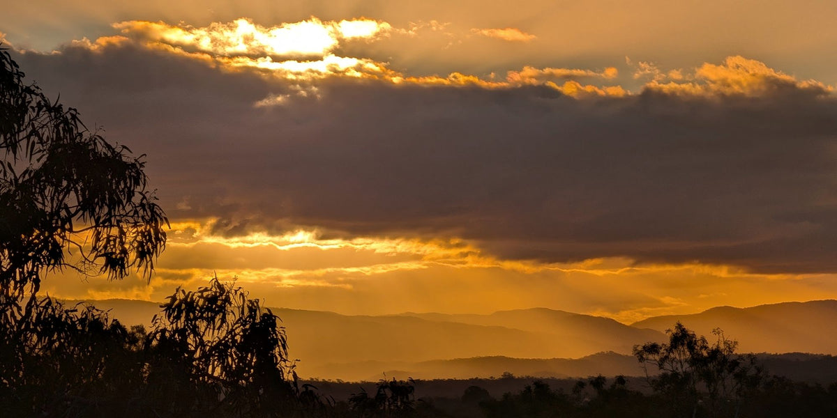 The sun breaking through cloud over the ranges at Mareeba, the gums in silhouette